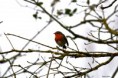 /album/ornithologie/erithacus-rubecula-jpg/